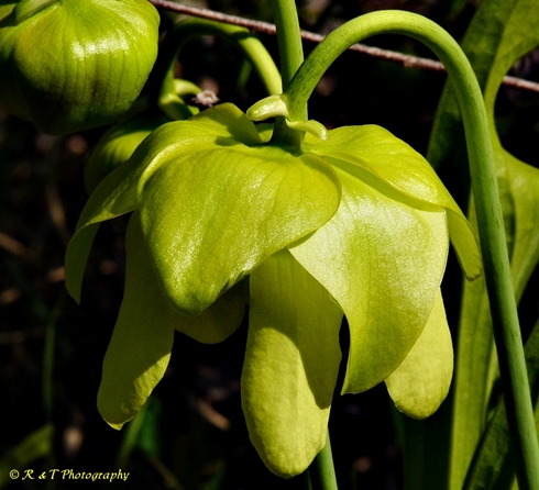 {Sarracenia oreophila}